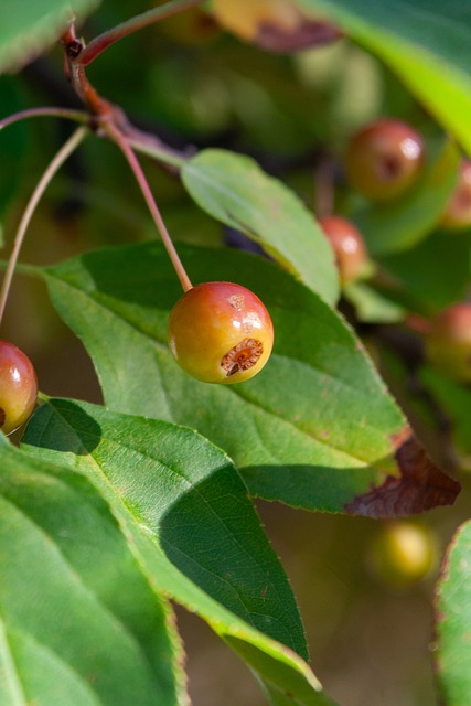 拿分为主 拿分为主