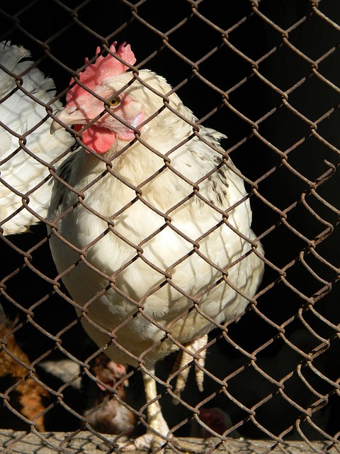 的限制并不 的限制并不