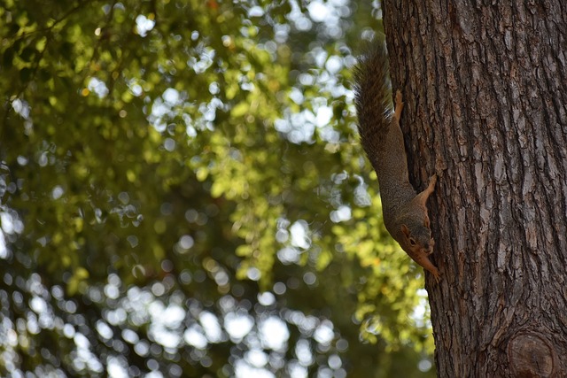 申花的成功 申花的成功